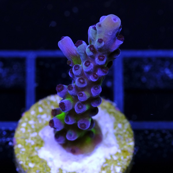 Acropora Blue Tort