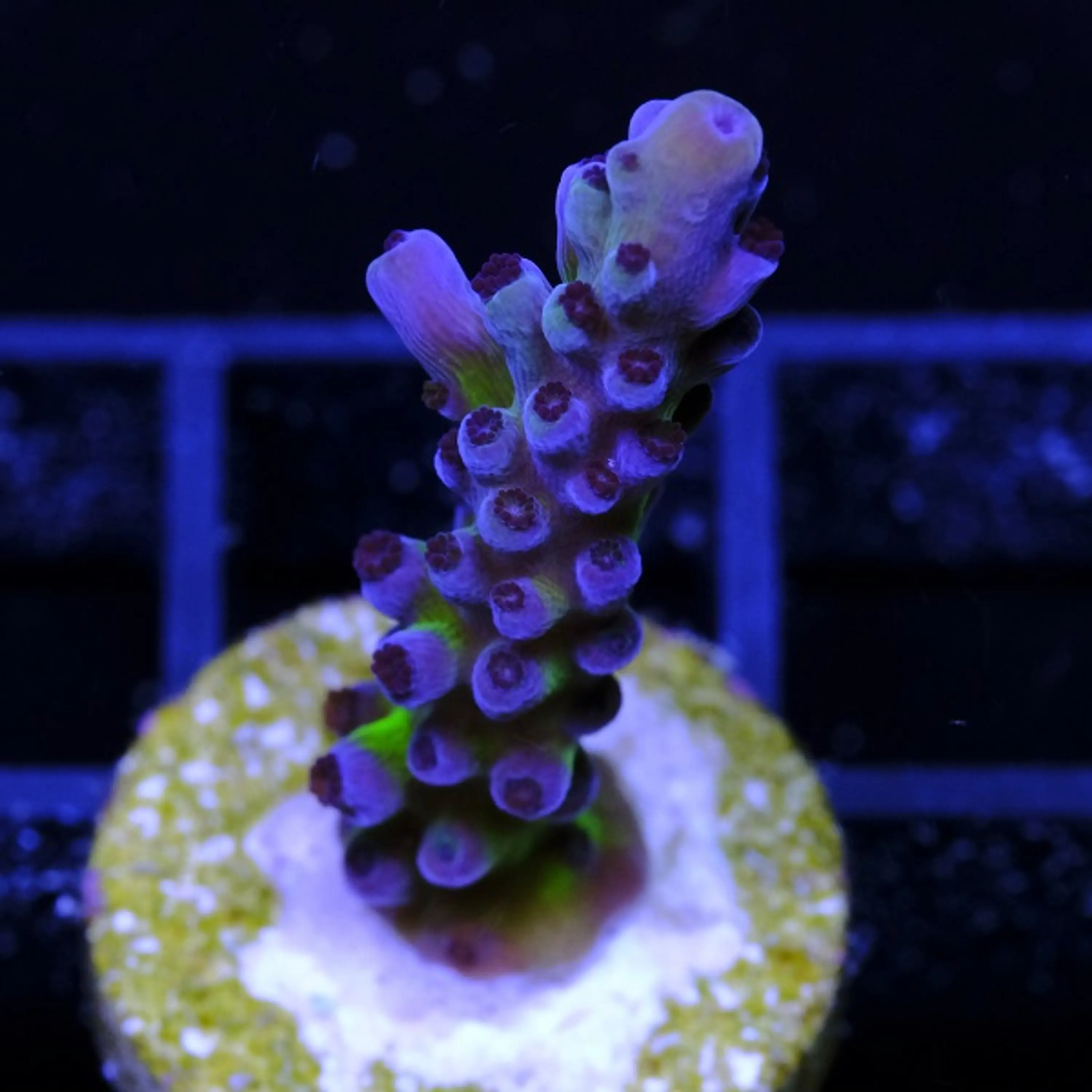 Acropora Blue Tort