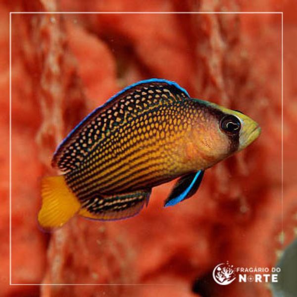 Manonichthys splendens