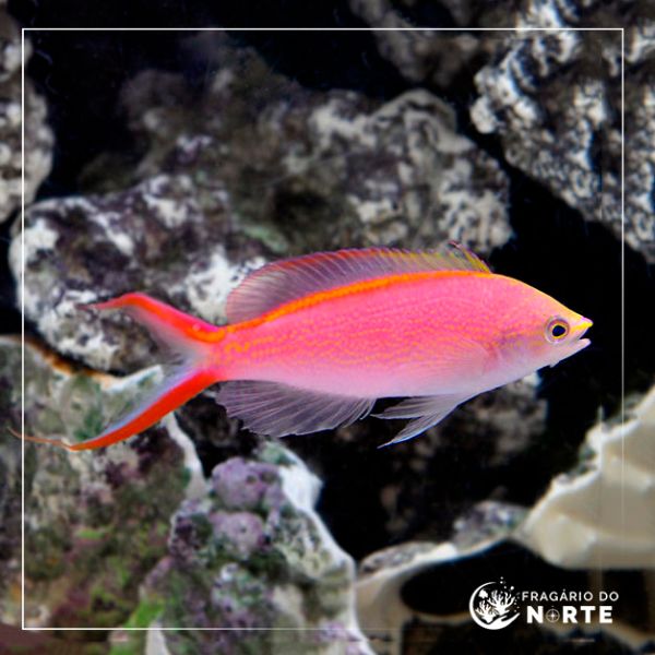 Pseudanthias smithvanizi