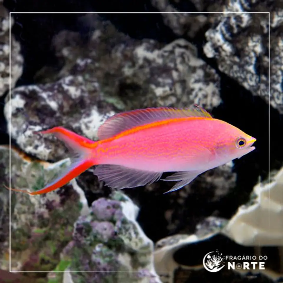 Pseudanthias smithvanizi 1