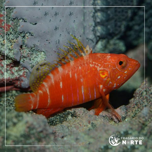 Plectranthias pelicieri