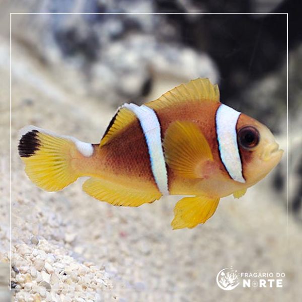 Amphiprion bicinctus