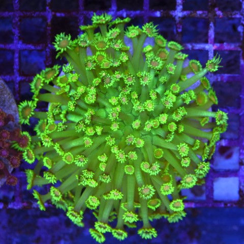 Goniopora Ultra