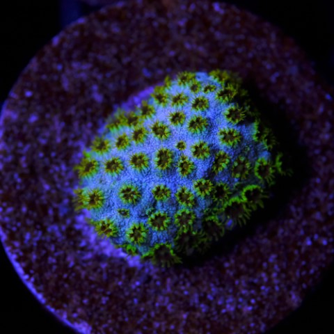 Cyphastrea Seafoam