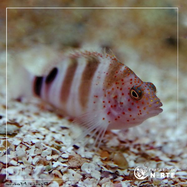 Amblycirrhitus pinos