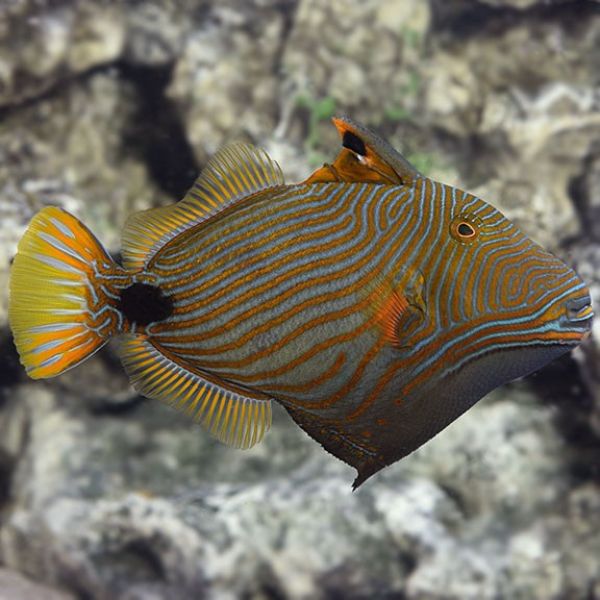 Balistapus undulatus