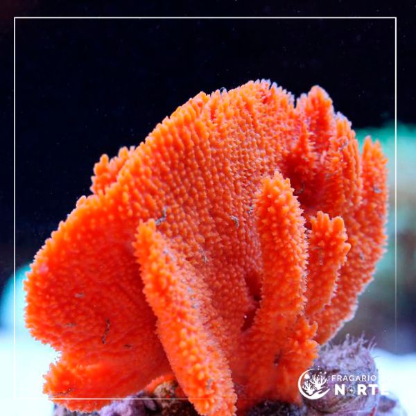 Axinella spp