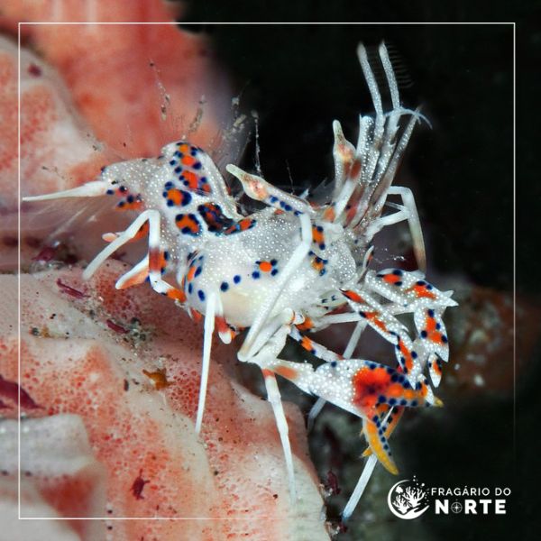 Phyllognathia ceratophthalma