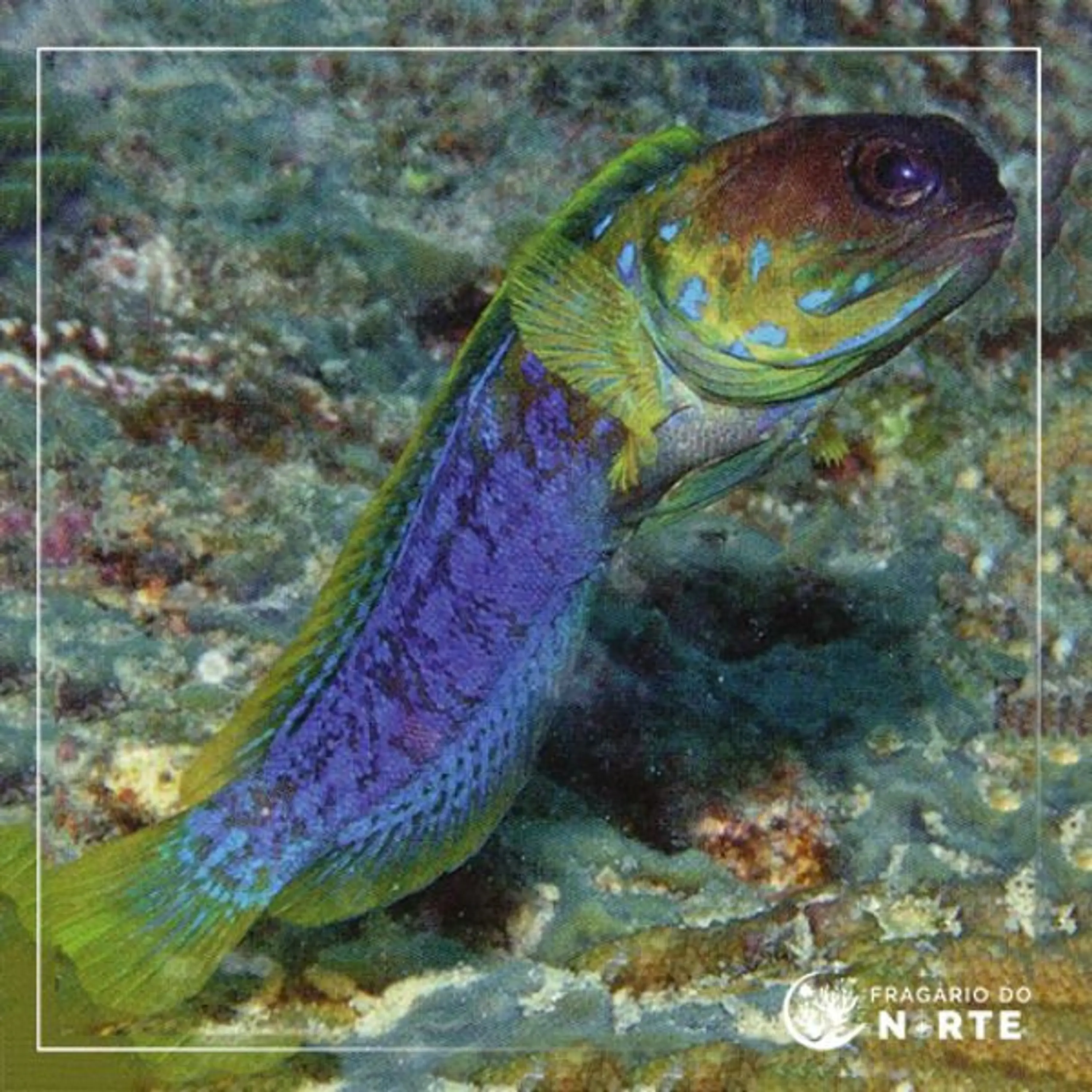 Opistognathus rufilineatus