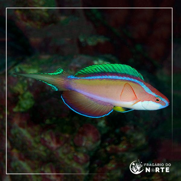 Cirrhilabrus lanceolatus