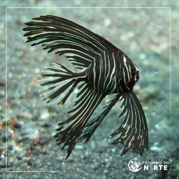 Platax batavianus