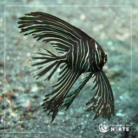 Platax batavianus