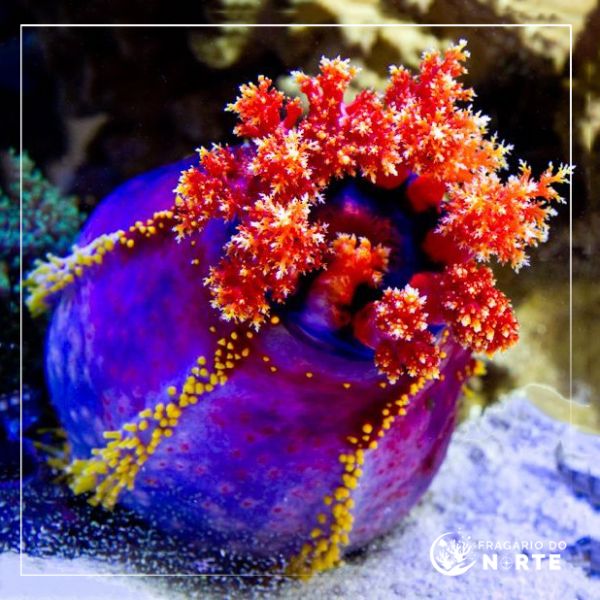 Pseudocolochirus violaceus