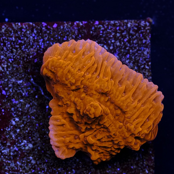 Montipora Capricornis Red