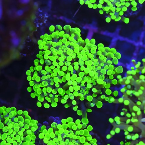 Euphyllia Baliensis  Neon Green