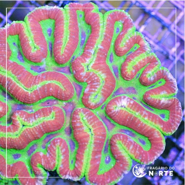 Symphyllia spp