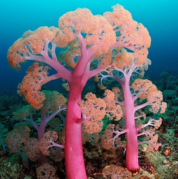 Umbellulifera