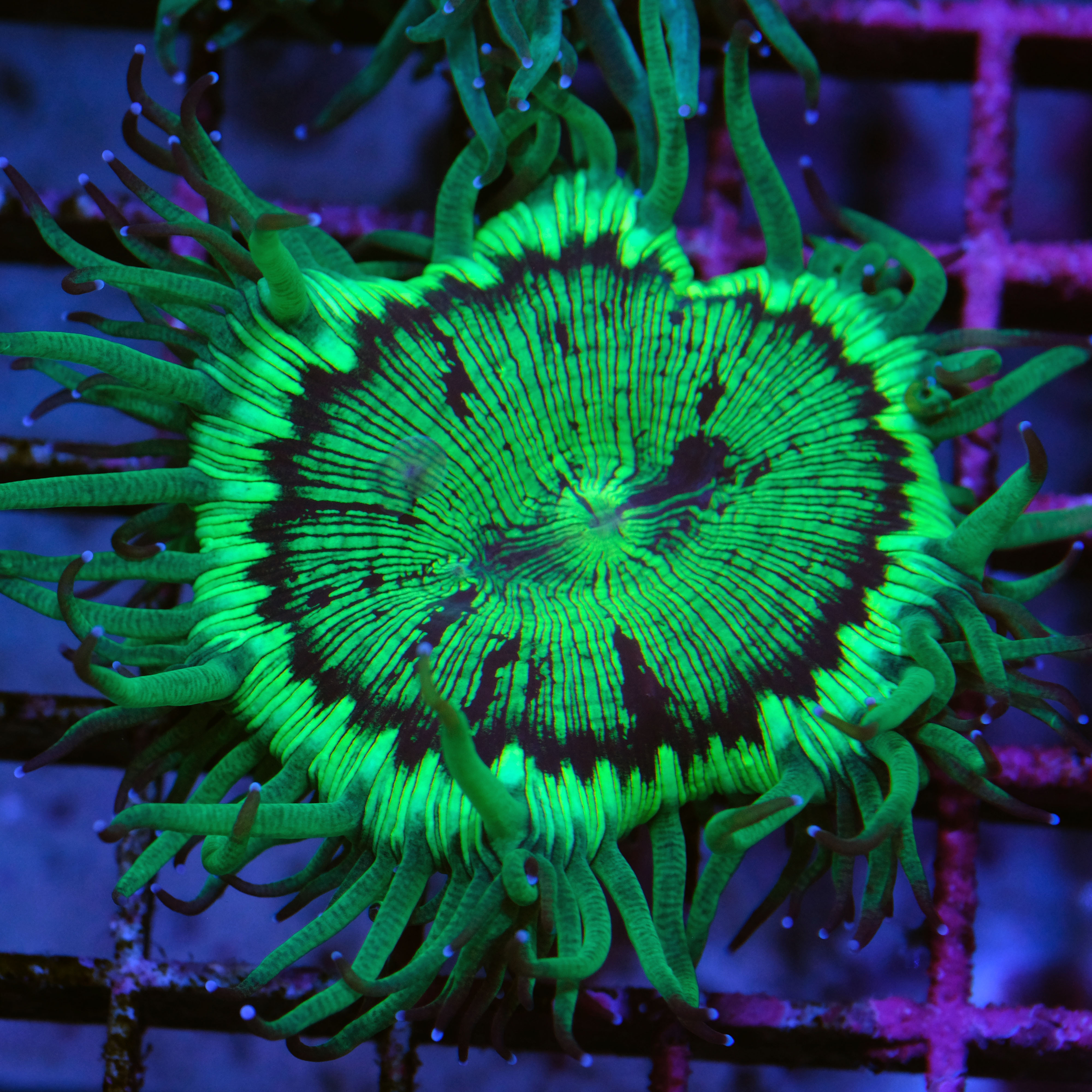Catalaphyllia jardinei