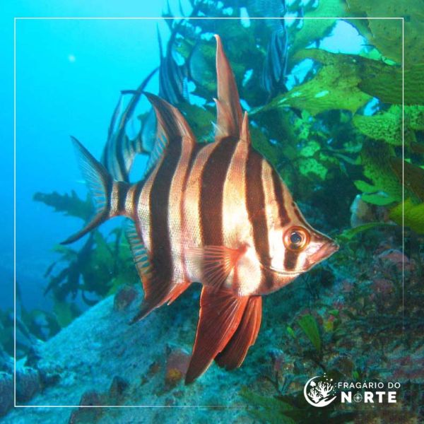 Enoplosus armatus