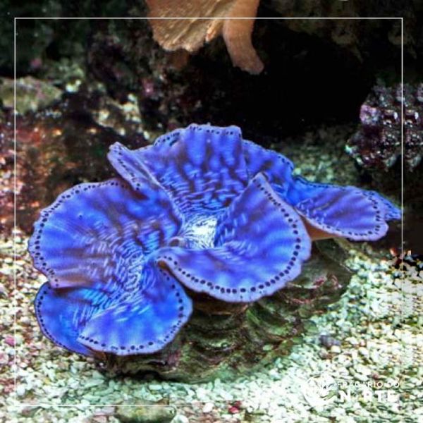 Tridacna maxima
