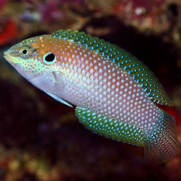 Macropharyngodon kuiteri 1