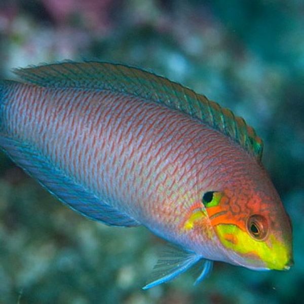 Macropharyngodon kuiteri 2