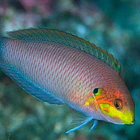 Macropharyngodon kuiteri 2