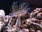 aptasias - Thumbnail 2