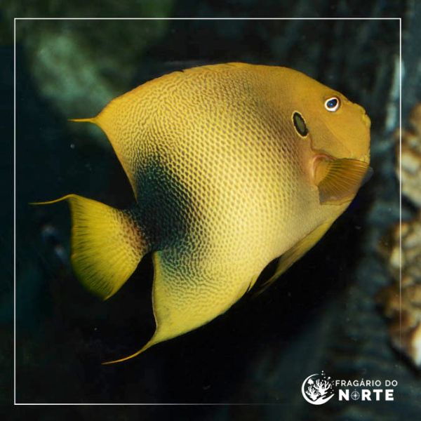 Holacanthus africanus