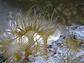 aptasias - Thumbnail 3