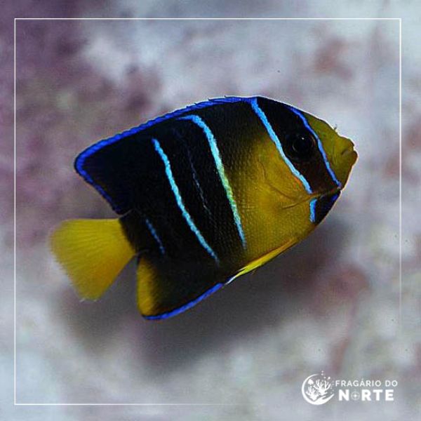Holacanthus isabelita