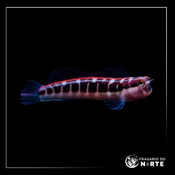 Ecsenius lineatus