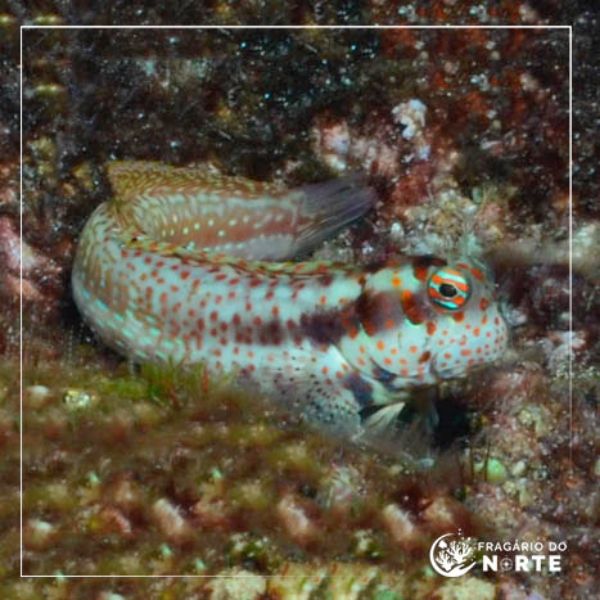 Blenniella chrysospilos