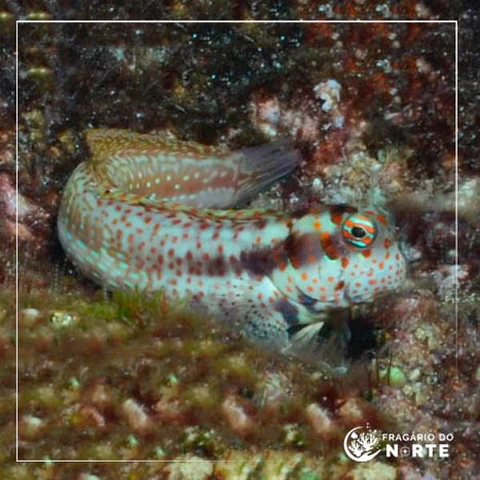 Blenniella chrysospilos