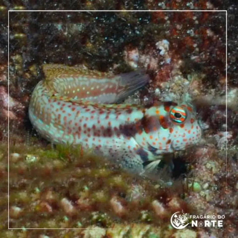 Blenniella chrysospilos 1