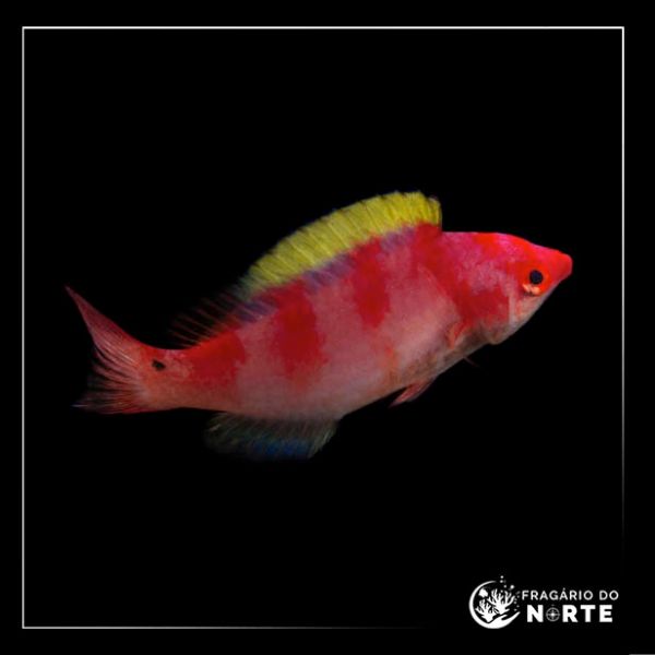 Cirrhilabrus flavidorsalis