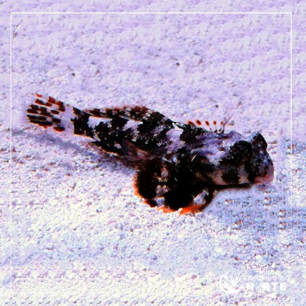 Synchiropus ocellatus