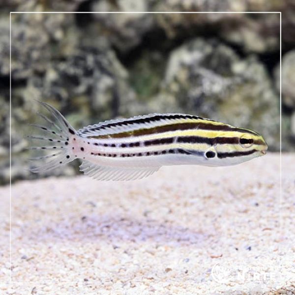 Meiacanthus grammistes