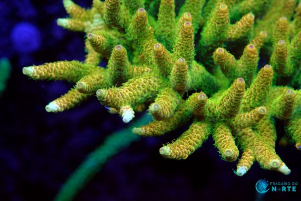 Millepora Yellow