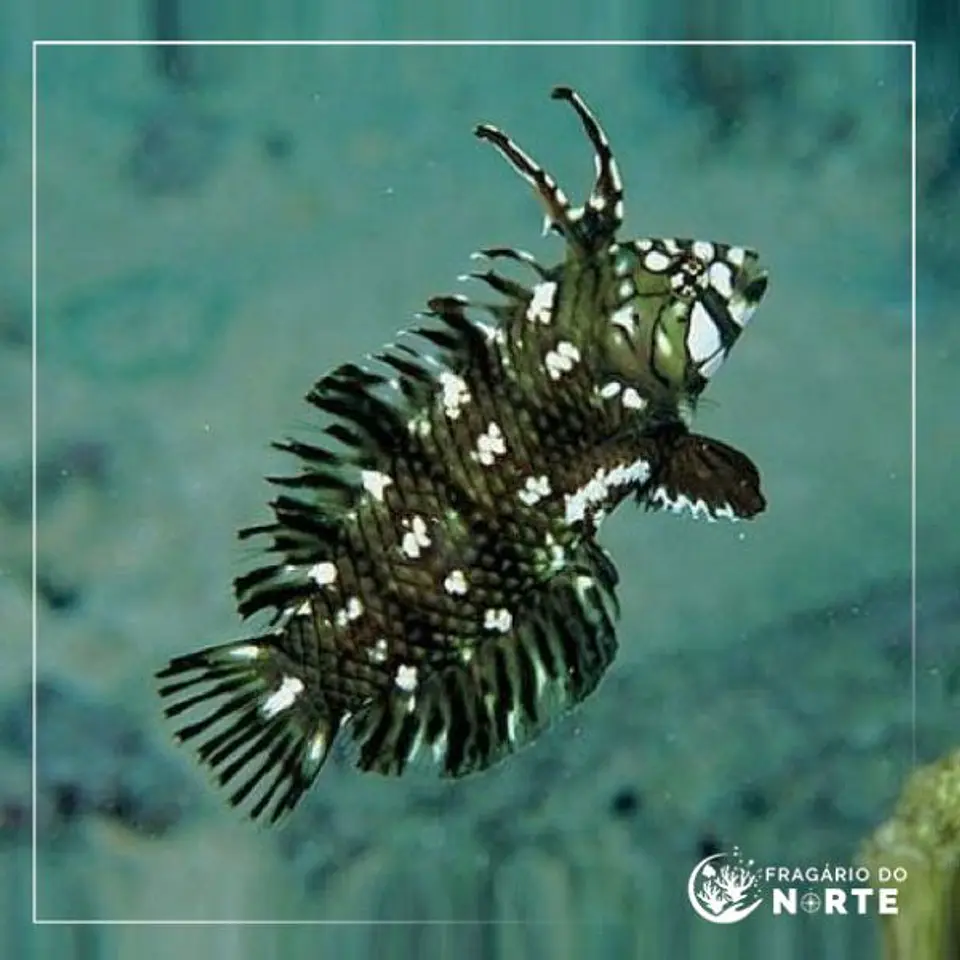 Novaculichthys taeniourus 1