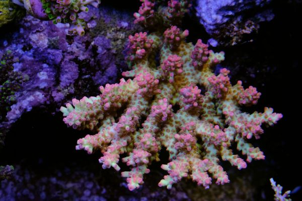 Acropora Shortcake