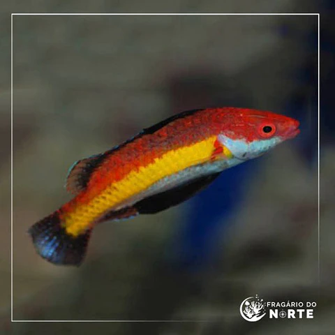 cirrhilabrus naokoae