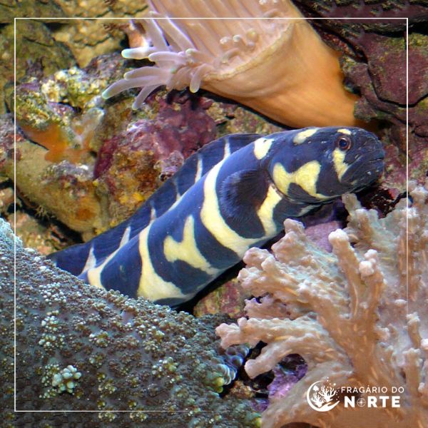 Pholidichthys leucotaenia