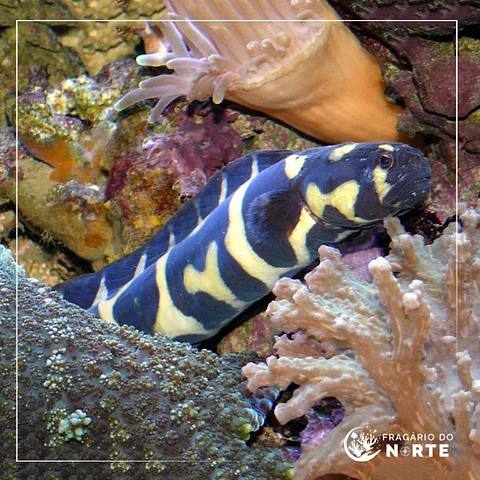 Pholidichthys leucotaenia