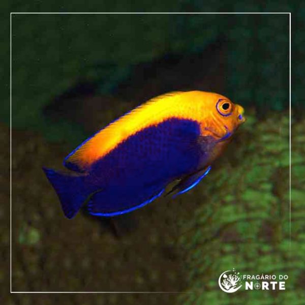 Centropyge aurantonotus