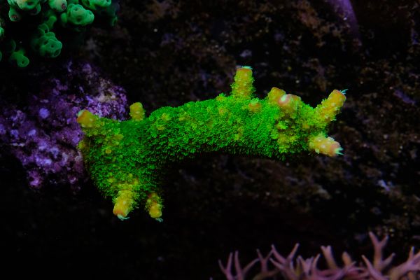 Acropora Tumida
