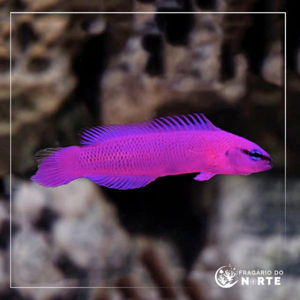 Pseudochromis Fridmani