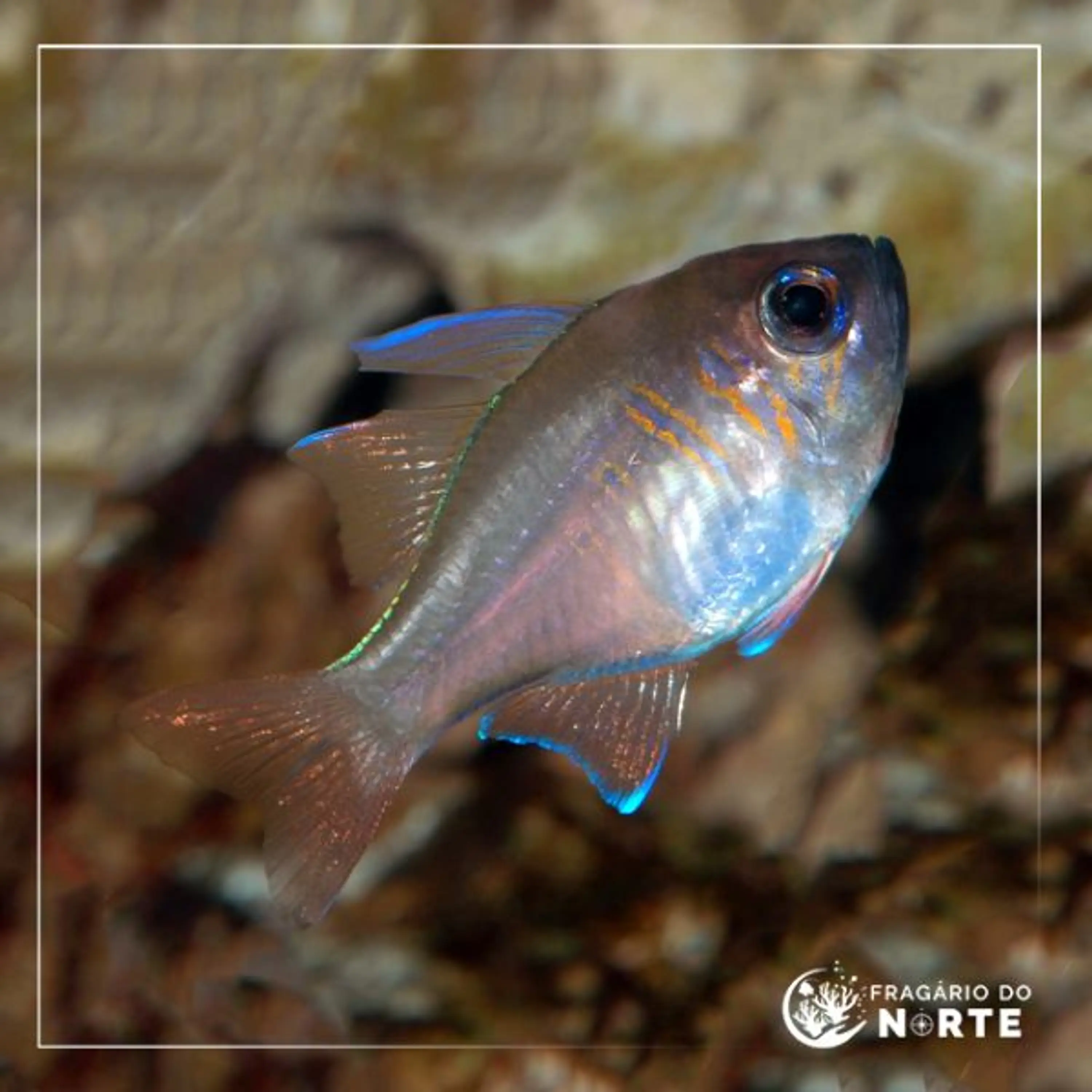 Apogon leptacanthus