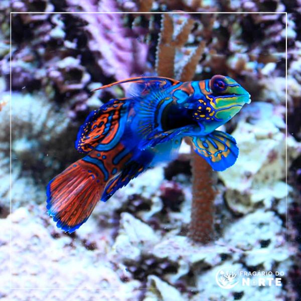 Synchiropus splendidus